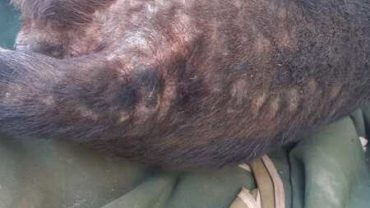 sequestro-cane-roma-20