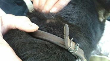 sequestro-cane-roma-22