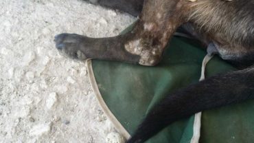 sequestro-cane-roma-23