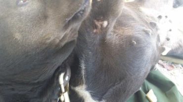 sequestro-cane-roma-24