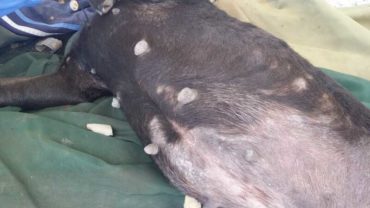 sequestro-cane-roma-25