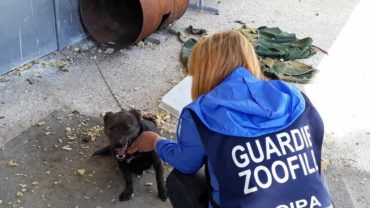sequestro-cane-roma-29