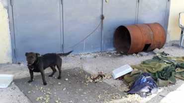 sequestro-cane-roma-30