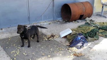 sequestro-cane-roma-32