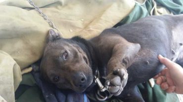 sequestro-cane-roma-33