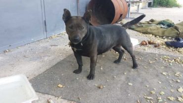 sequestro-cane-roma-4