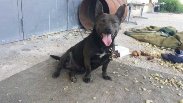sequestro-cane-roma-7