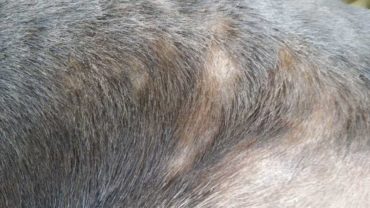 sequestro-cane-roma-9