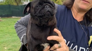 gez-arezzo-50-cani-accumulatrice-1