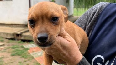 gez-arezzo-50-cani-accumulatrice-10