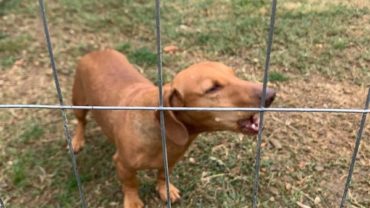 gez-arezzo-50-cani-accumulatrice-11