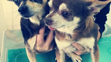 gez-arezzo-50-cani-accumulatrice-12