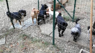 gez-arezzo-50-cani-accumulatrice-13