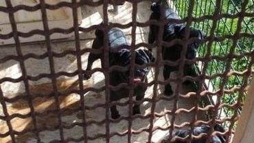 gez-arezzo-50-cani-accumulatrice-14