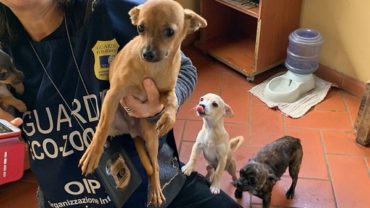 gez-arezzo-50-cani-accumulatrice-15