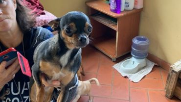 gez-arezzo-50-cani-accumulatrice-16
