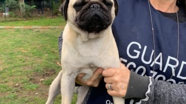 gez-arezzo-50-cani-accumulatrice-17