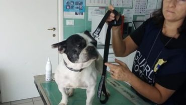 gez-arezzo-50-cani-accumulatrice-2