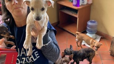 gez-arezzo-50-cani-accumulatrice-3