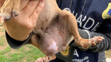 gez-arezzo-50-cani-accumulatrice-5