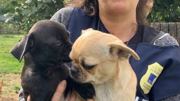 gez-arezzo-50-cani-accumulatrice-6