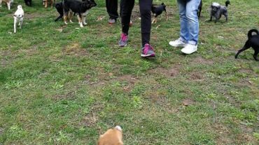 gez-arezzo-50-cani-accumulatrice-7