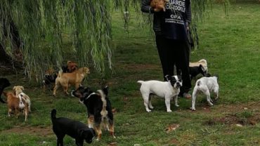 gez-arezzo-50-cani-accumulatrice-9
