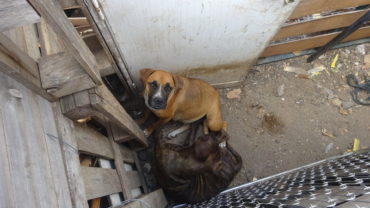 sequestro-dogo-guardie-roma-25