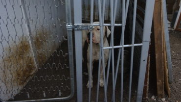 sequestro-dogo-guardie-roma-28