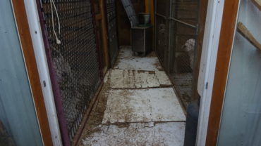 sequestro-dogo-guardie-roma-29