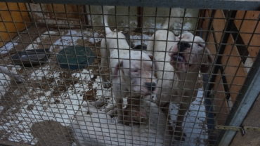 sequestro-dogo-guardie-roma-40