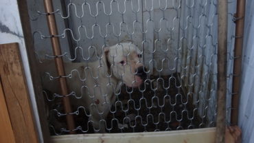 sequestro-dogo-guardie-roma-43