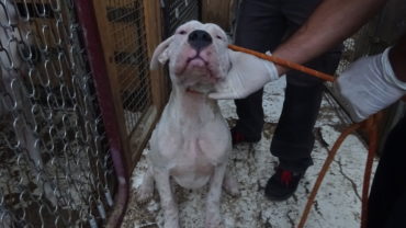 sequestro-dogo-guardie-roma-47