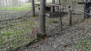cinghiale-asti-sequestro-1