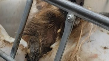 cinghiale-asti-sequestro-1-2