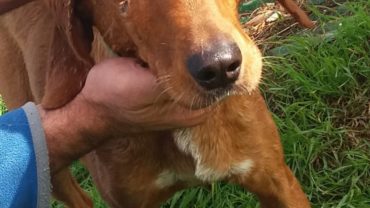 lola-e-buck-liberati-gez-oipa-firenze-8-1600x1200