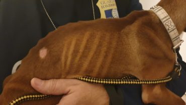 sequestro-cani-milano-10