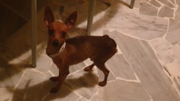 sequestro-cani-milano-15