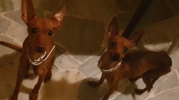 sequestro-cani-milano-18