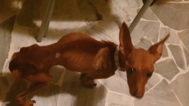 sequestro-cani-milano-19