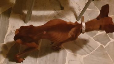 sequestro-cani-milano-21
