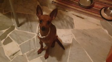 sequestro-cani-milano-23