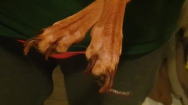 sequestro-cani-milano-24