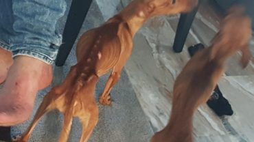 sequestro-cani-milano-7