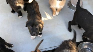 sequestro-cuccioli-genova-1