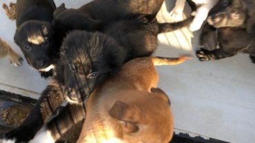 sequestro-cuccioli-genova-3
