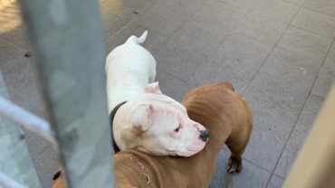 sequestro-pitbull-udine-10