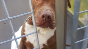 sequestro-pitbull-udine-13