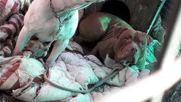 sequestro-pitbull-udine-3