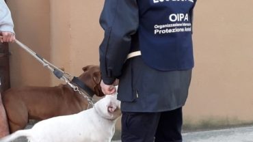 sequestro-pitbull-udine-5